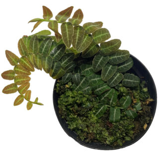 Marcgravia umbellata "Melon"