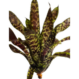 Aechmea orlandiana "Dark form"