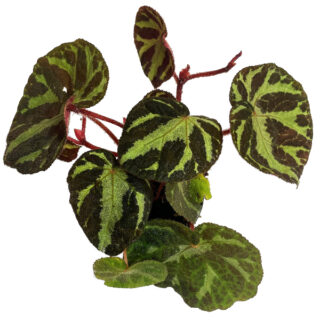 Begonia turialbae