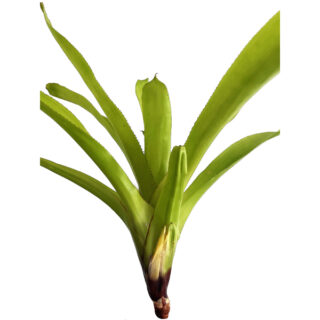 Aechmea fendleri XL