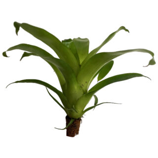 Vriesea hybrid