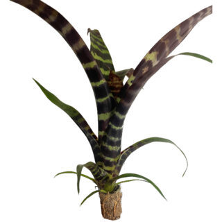 Vriesea "hybrid splendens" - var. 2