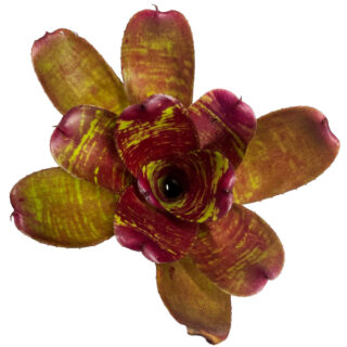 Neoregelia Maestro vida