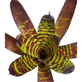 Neoregelia Sunfire