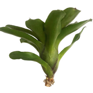 Neoregelia amaranda