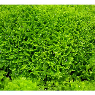 Antrophyum plantagineum