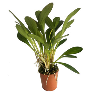 Masdevallia ignea L