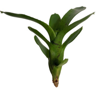 Neoregelia "micro spot"