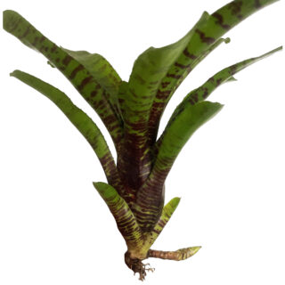 Neoregelia Outrigger
