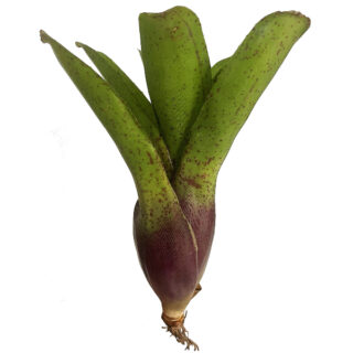 Neoregelia "Pepper"