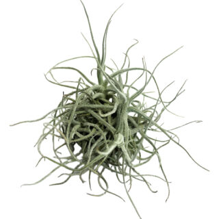 Tillandsia chusgonensis clumb