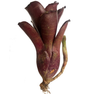Neoregelia dartanion