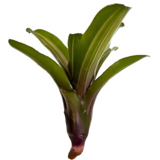 Neoregelia zoe small