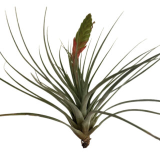 Tillandsia fasciculata M-L (Blommande)