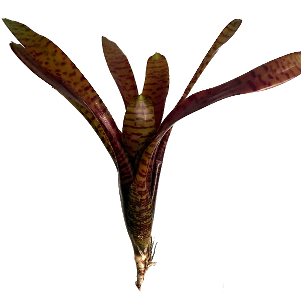 Neoregelia tigrina röd form